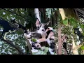 Pure of love _kittens