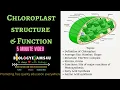Chloroplast Definition Structure and Function 5 Minutes BiologyExams4u