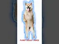 dog funny dance gif