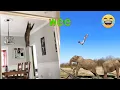 Funny cats and dogs wee compilation on TIK TOK - Try Not To Laugh Chris Pets