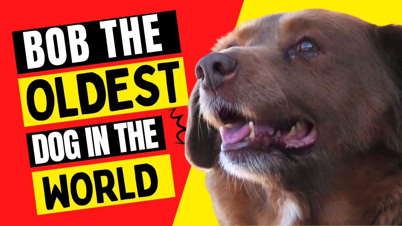 Bob, the oldest dog in the world - The Secret of Longevity