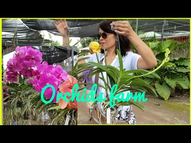 ORCHIDS FARM IN TIAONG QUEZON, PHILIPPINES
