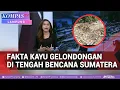 Deret Fakta Kayu Gelondongan Di Tengah Bencana Sumatera