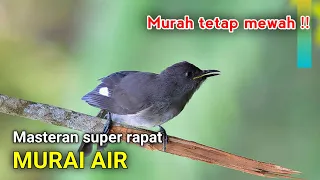 Download Masteran murai air gacor suara jernih MP3