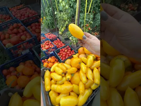 Уход за томатами