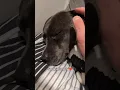 Download Lagu My Staffy's Bedtime Routine 😴🐾🥰