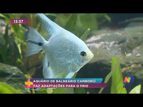 Aquário de Balneário Camboriú faz adaptações para espantar o frio