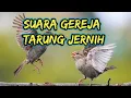 Download Lagu burung gereja tarung jernih durasi panjang