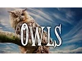Owl superstitions and lore