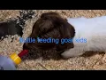 Bottle feeding goat kids How much do you feed
