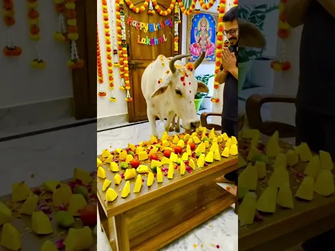 Gaumata Ji Ka Happy Birthday 🙏🏻❤️ #gaumata #blessings # #radhakrishna #cowvideos