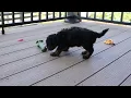 Miniature Poodle Mix Puppies For Sale