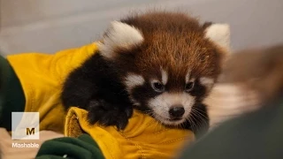 Red Panda Cubs Visit the Doctor for a Cute Lil Checkup Mashable News