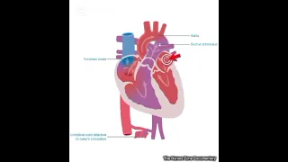 Foetal blood circulation