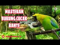 Download Lagu MASTERAN BURUNG CUCAK RANTE JERNIH GEMERICIK AIR
