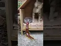 Lagu Kijk naar de geschrokken reactie van deze kat als de duizendpoot nadert! 😱 #shorts #duizendpoot #miljoenpoot