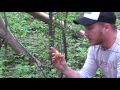 Minnesota Morel Mushrooms