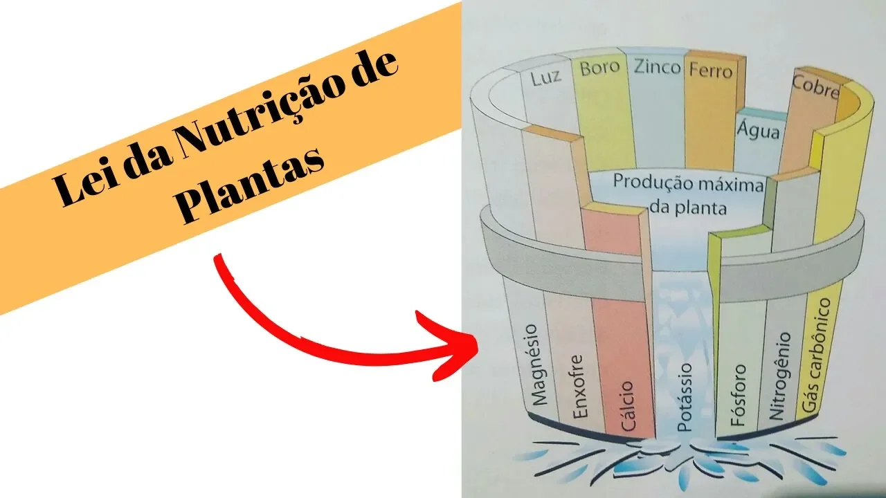 O MELHOR ADUBO PARA ORQUÍDEAS PARTE 2