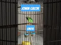 Download Lagu Suara cimin gacor full isian cucak ijo mini jomin vir #kicaumania #burung