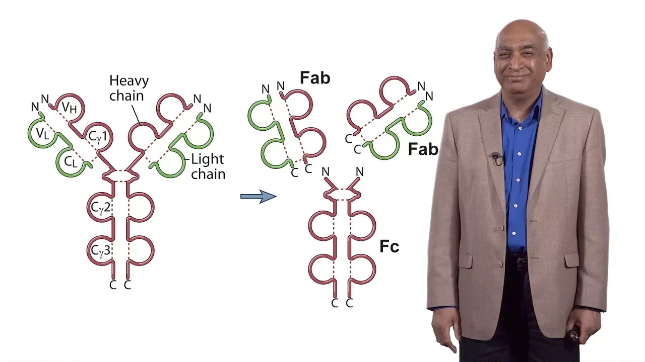 Shiv Pillai (Harvard) 1: Early B Cell Development: A Look at the Defining Questions in Immunology