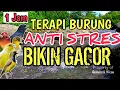 Lagu 100% AMPUH‼️ 1 Jam Terapi Burung Anti Stres Bikin Burung Rajin Bunyi dan Gacor - Suara Air Alami