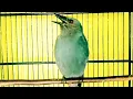 Download Lagu Srigunting abu abu MATA MERAH gacor Full isian TEMBAKAN SADIS MASTERAN terbaik murai batu