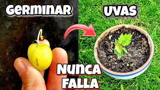 CIENTOS de PLANTAS de UVA en DÍAS 🍇 Germinar semillas de uva (Plantar y sembrar Uvas) Rápido y Fácil
