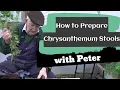 How to Prepare Chrysanthemum Stools Garden Ideas Peter Seabrook