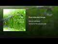 Riverside Bird Songs