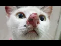 Download Lagu Gigantic Botfly Removed From Kitten's Nose