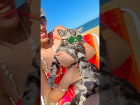 O gatinho só queria viajar 🥺