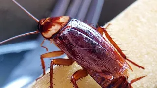 صوت الصرصور في اليل 