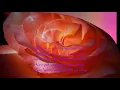 ياريت في خبيها راغب علامة  Ragheb Alama Ya Rayt with Lyrics