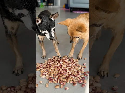 AS BRINCADERAS MAIS TONTAS #1 #pets #cachorro