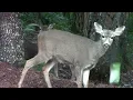 Do Deer Eat Celery