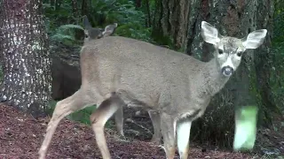 Do Deer Eat Celery