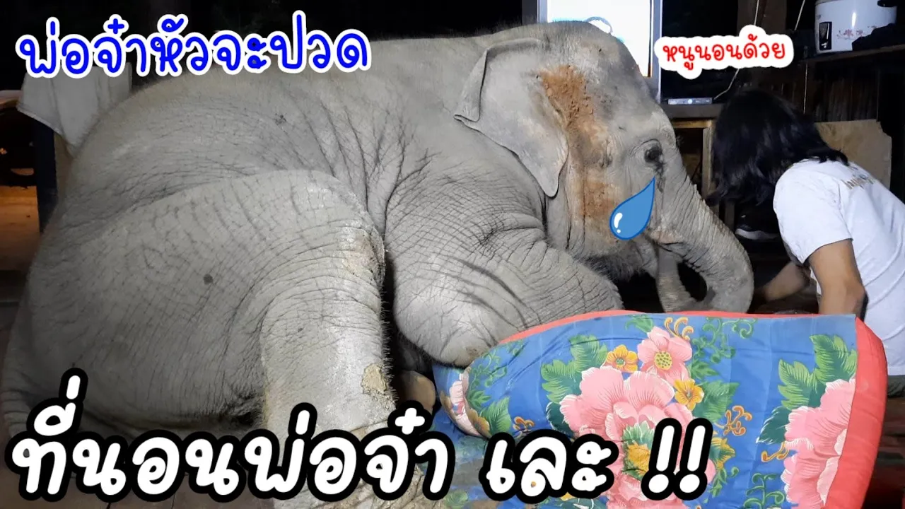 จูเนียร์อ้อนพ่อจ๋า ขอนอนด้วย 1คืน งอแงไม่ยอมกลับบ้าน น่าสงสารแท้ลูกเอ้ย