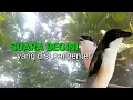 Download Lagu Suara Pentet Cor Dor Sangat Efektif Buat Rangsang Emosi Cendet