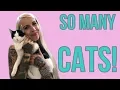 Visiting a MASSIVE Cat Shelter