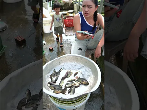 Giống cá rô đầu nhím