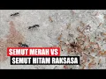Download Lagu Pertempuran Semut Hitam Raksasa Melawan Semut Merah | Dhika Oulson