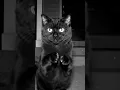 Download Lagu cat dark spots on face cctv stayell comra to croude 😭😭 #catwatch #catworld #catfilter #catsecurity