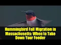 Download Lagu Migrasi Musim Gugur Kolibri di Massachusetts: Kapan Harus Menurunkan Pengumpan Anda