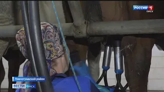 В Омской области возродили конкурс доярок из-за нехватки специалистов