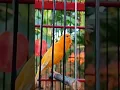 Download Lagu PANCINGAN KENARI GACOR NGEROL PANJANG SATU NAFAS | MASTERAN KENARI#short #shorts #kenari #canary
