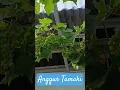 Download Lagu Buah Anggur Tamaki #youtubeshorts #reels #hobby #anggur #cover #remix #nttpride #dj #garden #dance