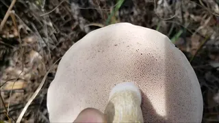 Florida Foraging