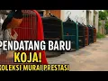 Download Lagu PESONA KICAU MANIA! PENDATANG BARU DENGAN KOLEKSI MURAI GANTANGAN!