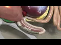 Virtual Chicken Small Intestine