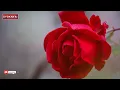 Memori Sekuntum Rindu - Spoon (Lirik Video)
